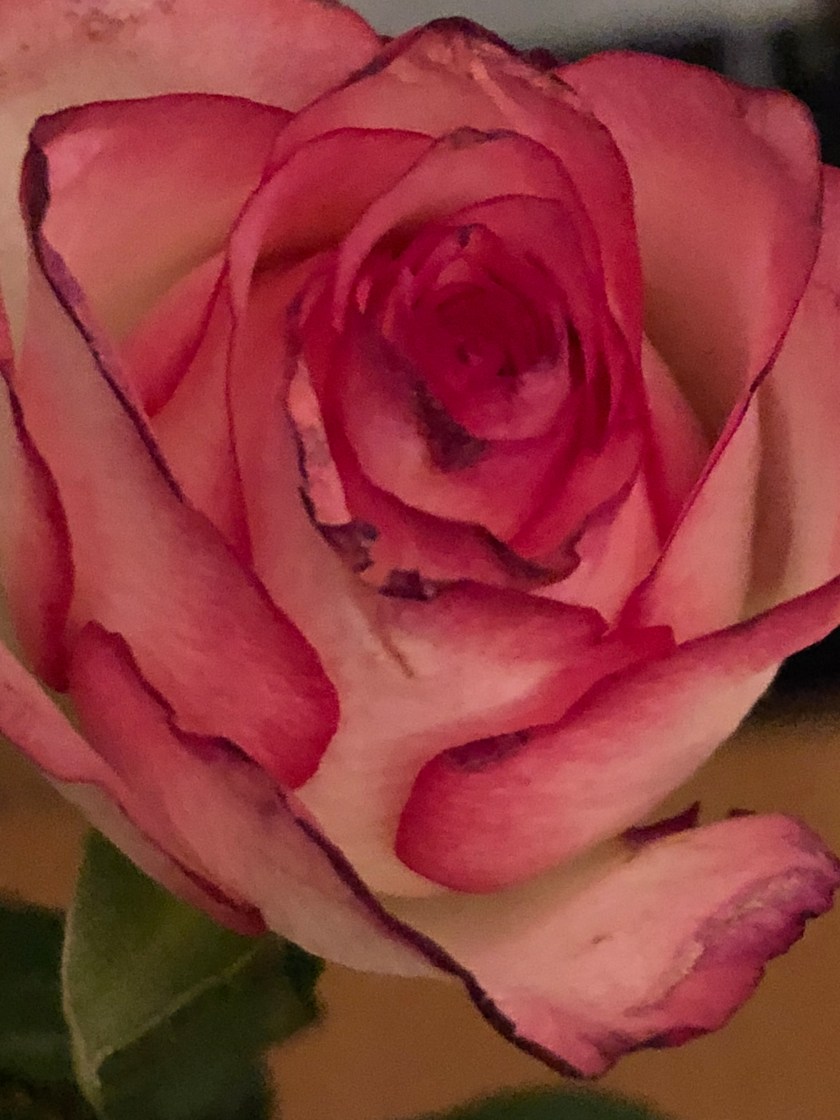 49E00436-2066-415E-BEBE-2786C16F01BD